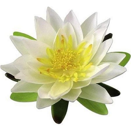 Dekoračný Kvet Lotos
