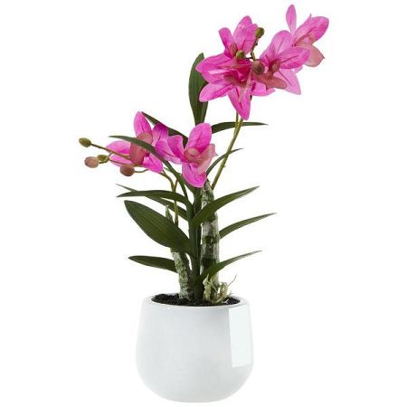 Orchidea Japanorchidee I