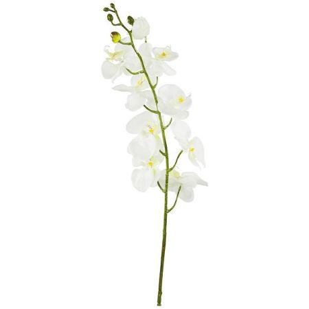 Orchidea Phalänopsis Gundula